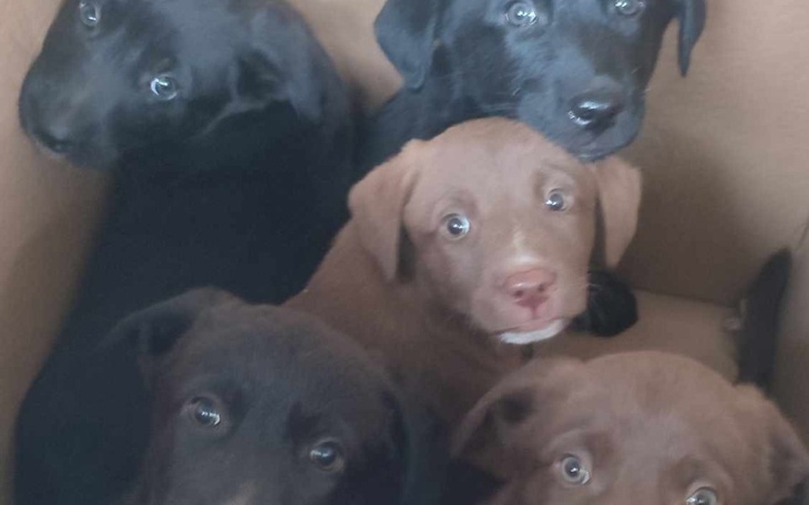 Słodkie szczeniaki w kartonie.