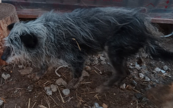 Zbiórka Niewidomy, zaniedbany staruszek - zdjęcie główne