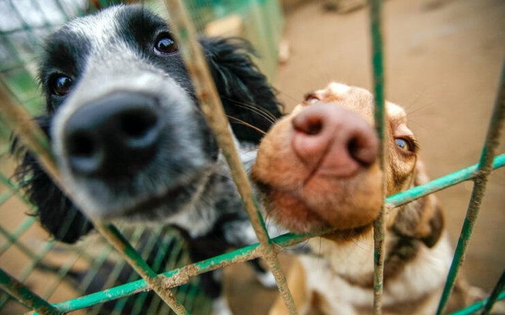 Zbiórka Na karmę dla psiaków.. - zdjęcie główne