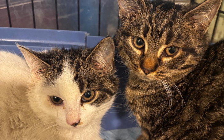 Zbiórka Maluszki z ul.Warszawskiej - zdjęcie główne