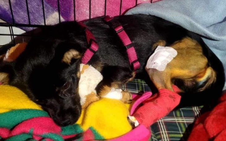 Zbiórka Pomoc dla Niuńka - zdjęcie główne