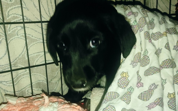 Zbiórka Parvo zaatakowało - zdjęcie główne