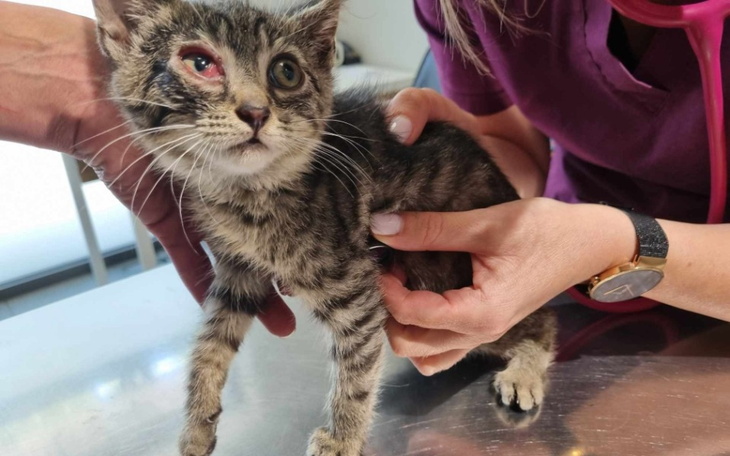 Kotek z uszkodzoną oczkiem, trzymany przez weterynarza.