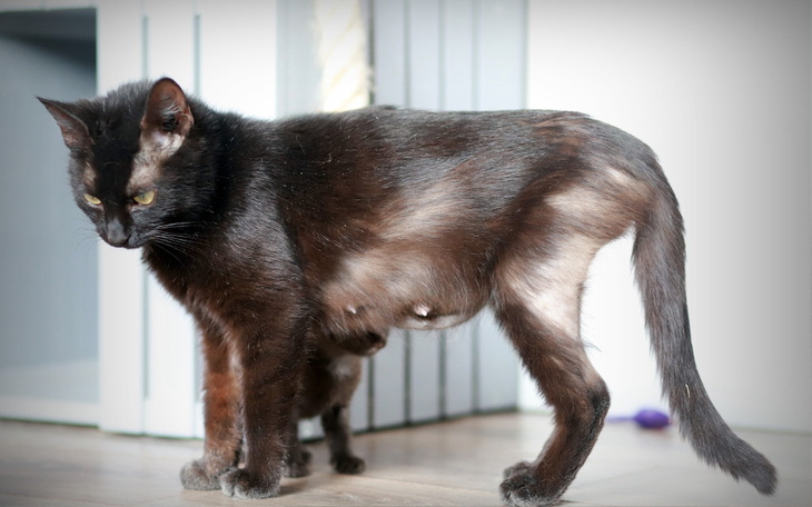 Zbiórka FAITH- dramat Kociej Rodziny - zdjęcie główne