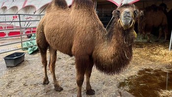 Zbiórka Taco i Tekla proszą o ŻYCIE! - miniaturka zdjęcia