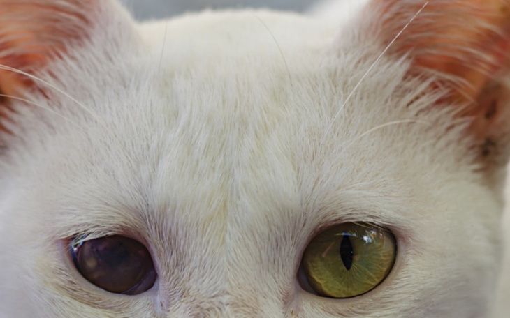 Zbiórka zaćma u kotka - zdjęcie główne