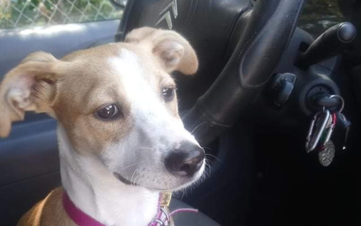 Zbiórka Na sterelizqcje - zdjęcie główne