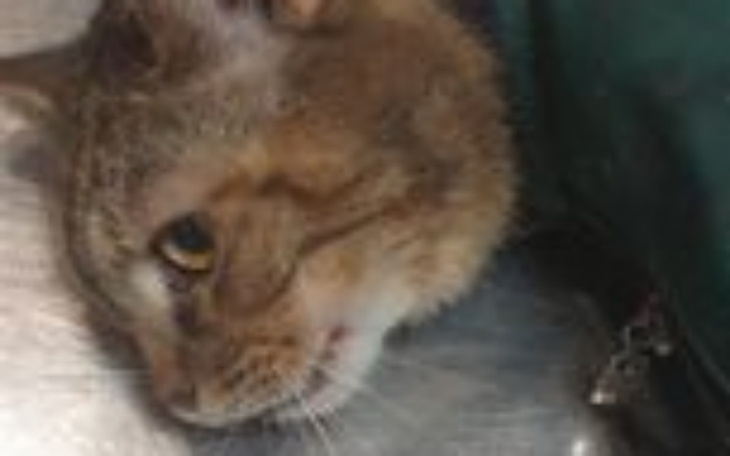 Zbiórka Boi się jeść - zdjęcie główne