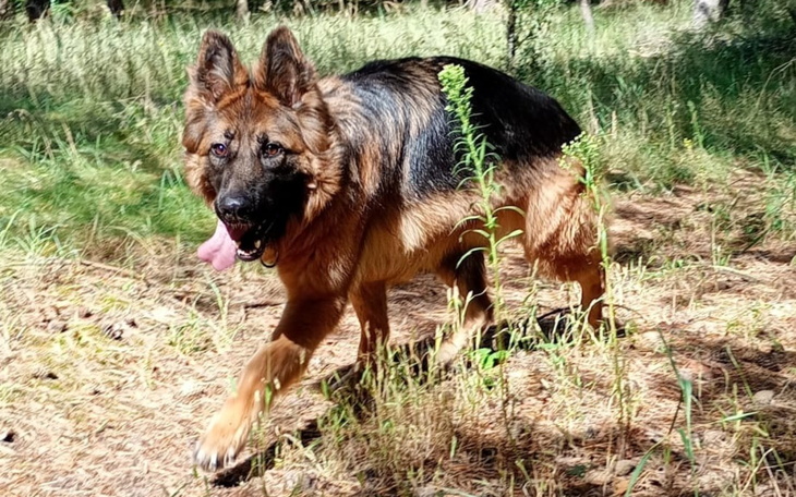 Owczarek niemiecki biegający po lesie.