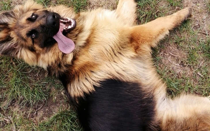 Zbiórka Pomoc dla Bursztynka - zdjęcie główne