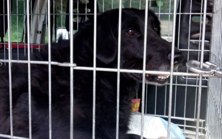 Zbiórka Muchomorka operacja przepukliny - zdjęcie główne