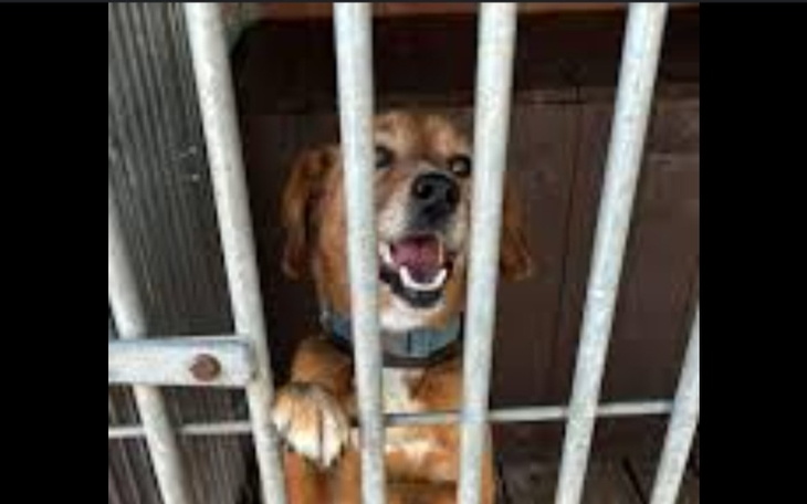 Zbiórka pomóż psiakom w schroniskuu - zdjęcie główne