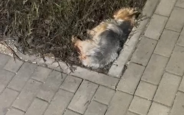 Zbiórka Ratujemy maleńką ofiarę sylwestr - zdjęcie główne