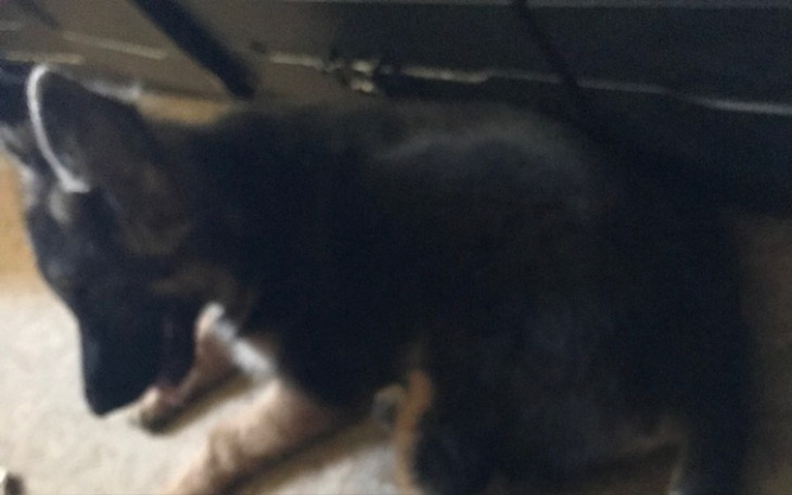 Zbiórka Operacja shiry - zdjęcie główne