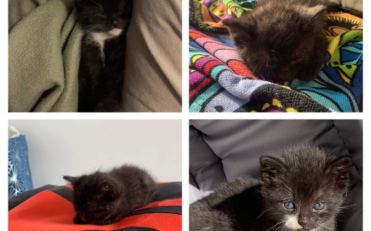 Zbiórka Zbiórka na 4 małe porzucone koty - zdjęcie główne