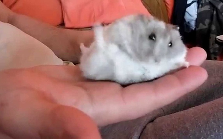 Mały chomik na dłoni, wygląda na radosnego.