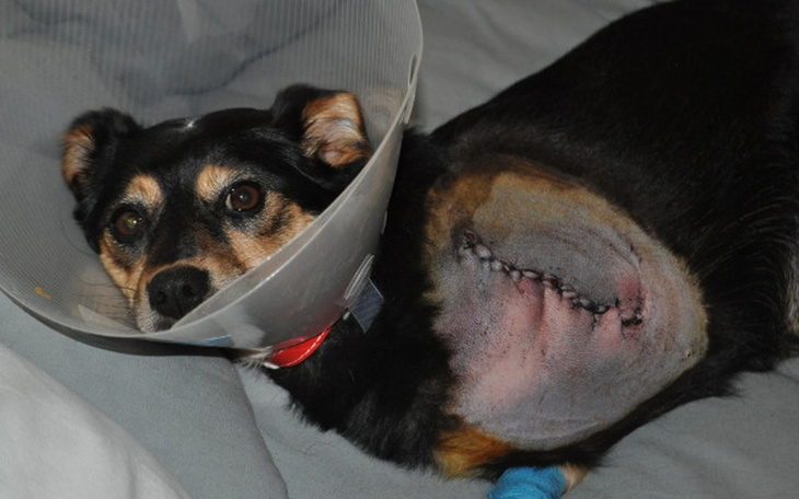 Zbiórka Ratujemy Karusię - zdjęcie główne