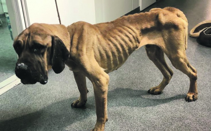 Zbiórka Na schronisko na paluchu - zdjęcie główne