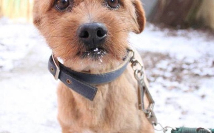 Zbiórka Nakarmimy zwierzaki - zdjęcie główne