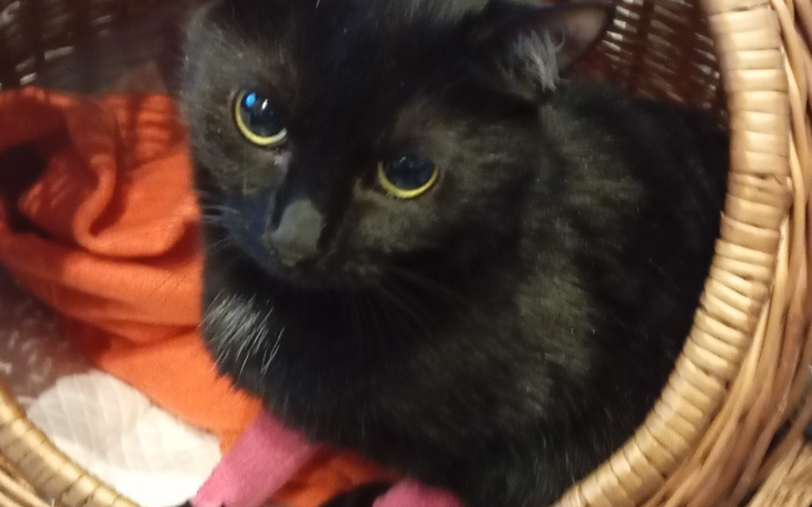 Czarny kot w koszyku, z różowym kocykiem.