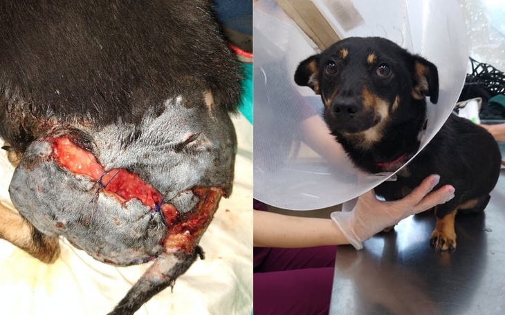 Zbiórka na fakturę za uratowanie Trufla - zdjęcie główne