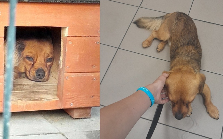 Zbiórka Pomoc Berniemu w chorobie - zdjęcie główne