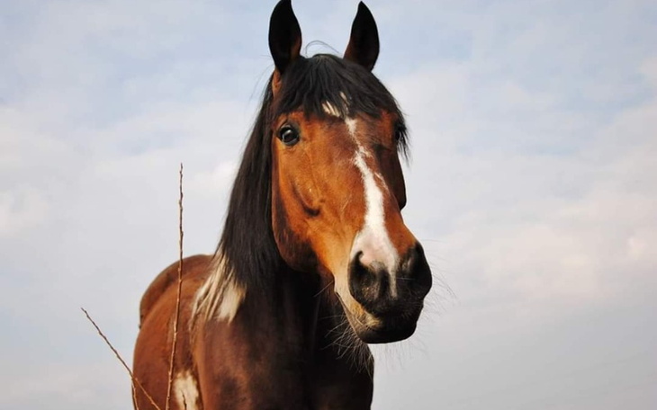 Zbiórka Proźba o pomoc dla Miśka - zdjęcie główne