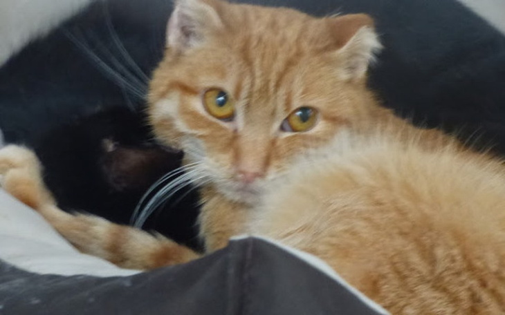 Dwa koty odpoczywające razem w przytulnym miejscu.