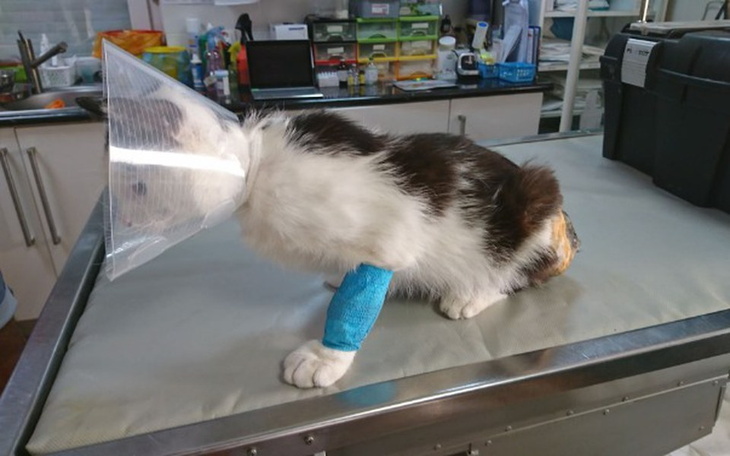 Zbiórka Wyleczyć kręgosłup kota Franka - zdjęcie główne