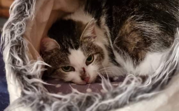 Zbiórka Na życie bez bólu kotki Bianki - zdjęcie główne