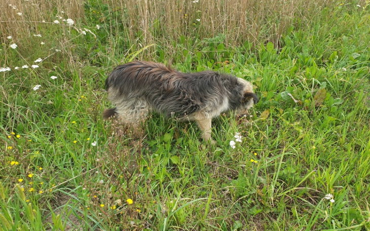 Zbiórka Karma dla głodującego psa - zdjęcie główne