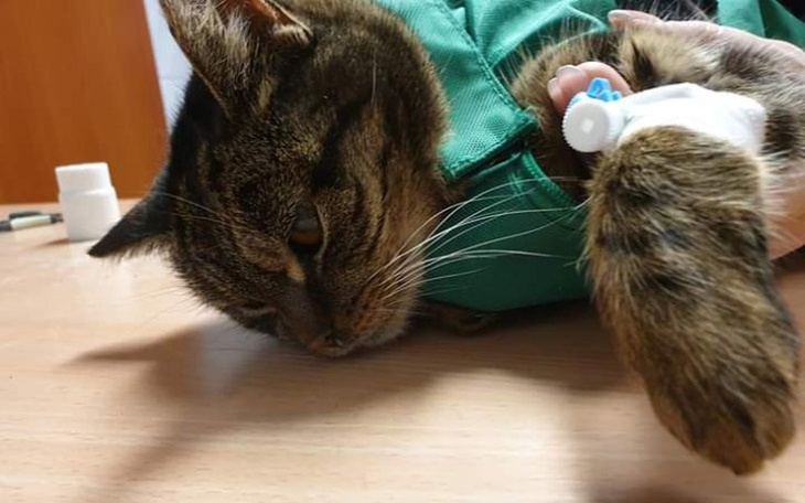 Zbiórka Dzidka w lecznicy - zdjęcie główne