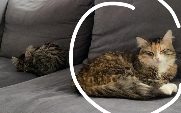 Zbiórka Na jedzenie i koty do wypłaty - zdjęcie główne