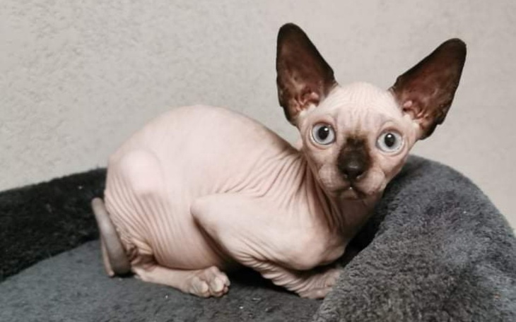 Zbiórka Freja walczy z FIP - zdjęcie główne