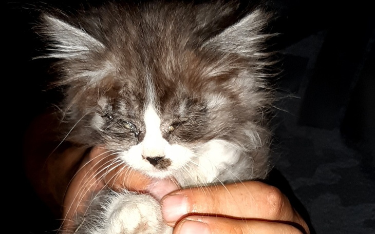 Zbiórka Koty, którym nie pomógł nikt - zdjęcie główne