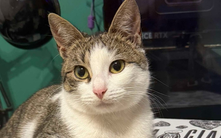 Kot o szarym futrze siedzi na stole, patrząc w obiektyw.