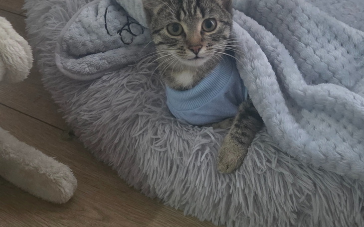 Kotek owinięty w koc, wygląda na zrelaksowanego.