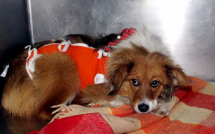 Pies w schronisku, leżący na kocu.