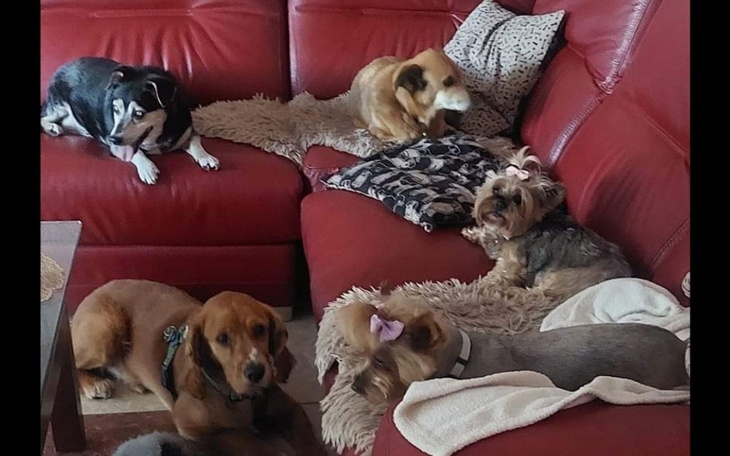 Zbiórka Świąteczna zbiórka dla Psiaków - zdjęcie główne