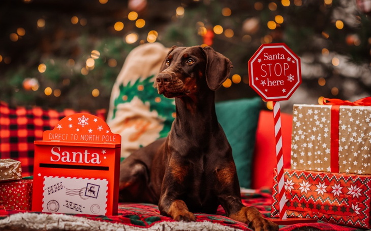 Zbiórka PSanta Claus Schronisko Szczecin - zdjęcie główne