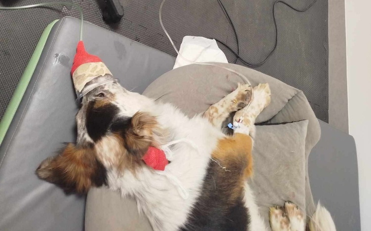 Zbiórka Ratujmy życie Bazyla - zdjęcie główne