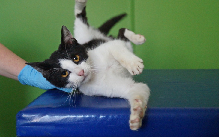 Zbiórka Faktura za leczenie kwiecień - zdjęcie główne