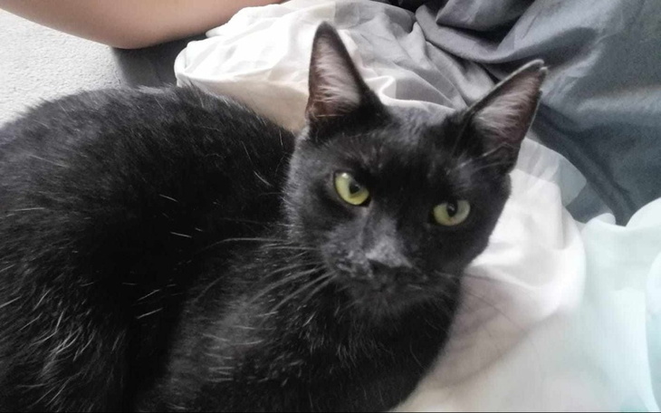 Czarny kot leżący na poduszce.