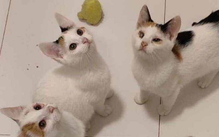 Zbiórka Pomocy Kotki potrzebują wsparcia - zdjęcie główne