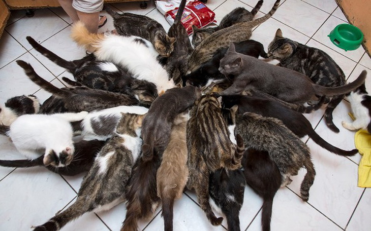 Grupa kotów jedzących z misek na podłodze.