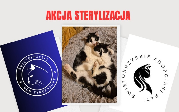 Zdjęcie kotów na poduszce, promujące akcję sterylizacji.