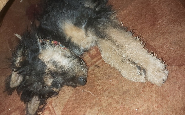 Zbiórka Operacja psa reksio - zdjęcie główne