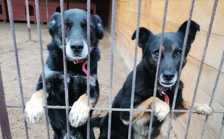 Zbiórka Pomagamy schronisku w Sompolnie - zdjęcie główne