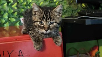 Zbiórka Lutowy Bazarek 2026 - miniaturka zdjęcia