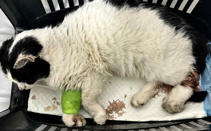 Kot leżący na podłożu, z opatrunkiem na łapie.
